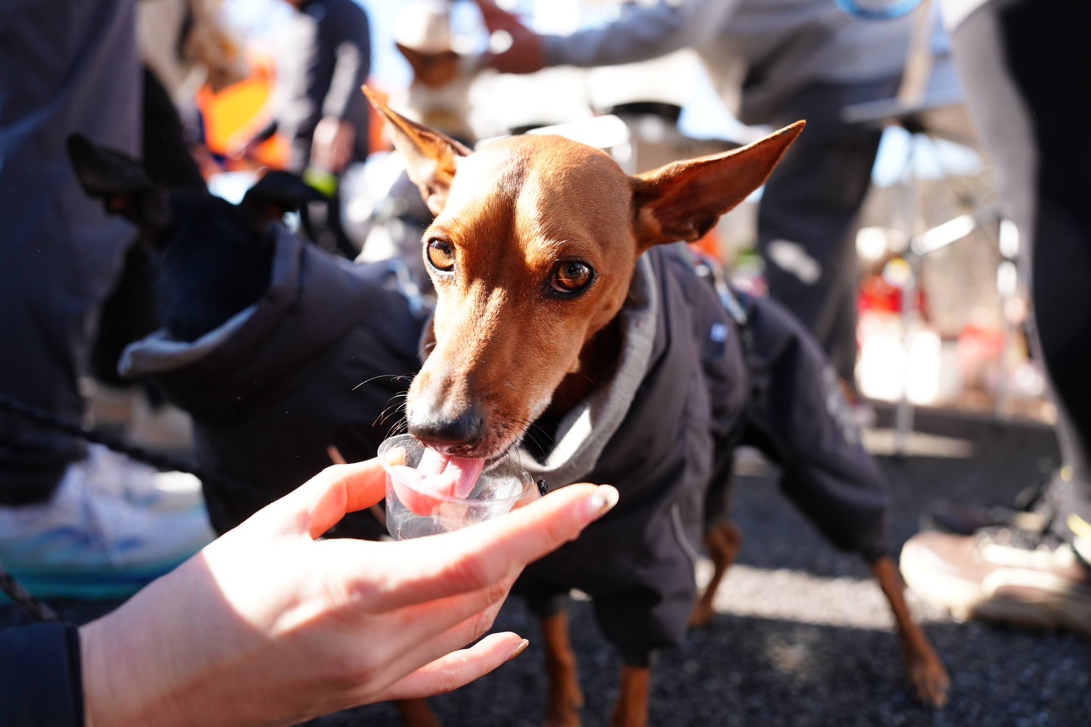犬の画像